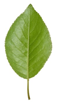 Green cherry leaf on white isolated background, close up