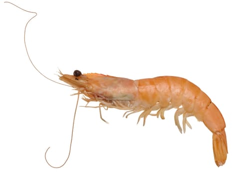 Large boiled shrimp on isolated background, close up