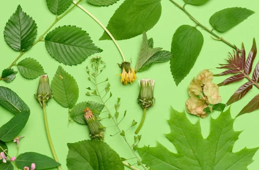 Wilted dandelion and various leaves and flowers on a green background, top view. Composition