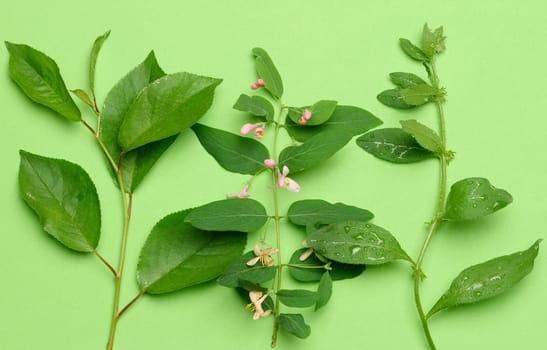 Twigs with green leaves on a green background, composition