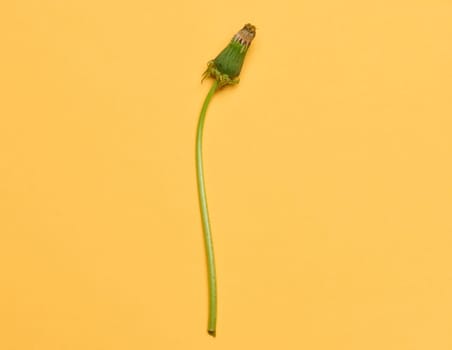 Wilted dandelion with stem on a yellow background, top view. Minimalistic composition