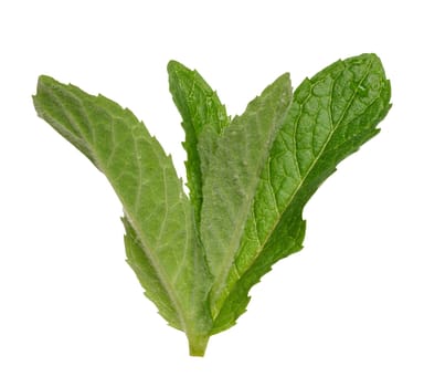 Green mint leaf on white isolated background, close up