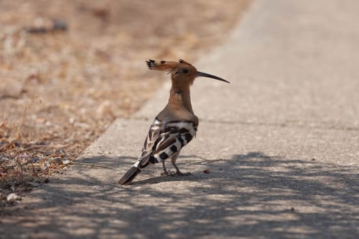 Hoopoe bird walks along the asphalt. High quality photo