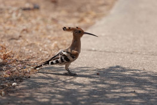 Hoopoe bird walks along the asphalt. High quality photo