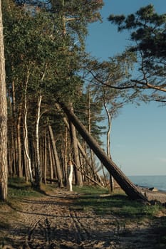 A woman is walking down a dirt road surrounded by tall trees on both sides.