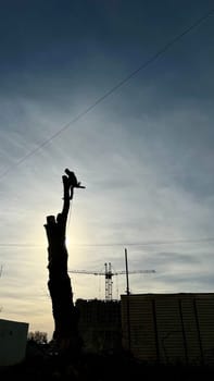 A person, man, arborist is chopping and cutting a tree in front of a house under the summer day sunset , altering the natural city landscape