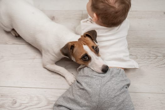 Cute baby boy and Jack Russell terrier dog lying in an embrace on a white background