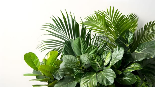 A lush arrangement of green tropical leaves, including palms and other terrestrial plants, set against a clean white background, creating a serene and fresh landscape