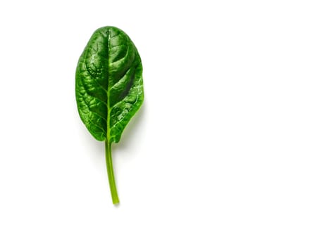 One baby spinach leaf isolated on white with clipping path. Fresh green baby spinach leaf with copy space. Top view or flat lay