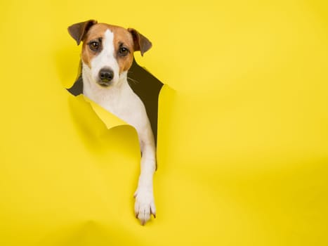 Cute Jack Russell Terrier dog tearing up yellow cardboard background