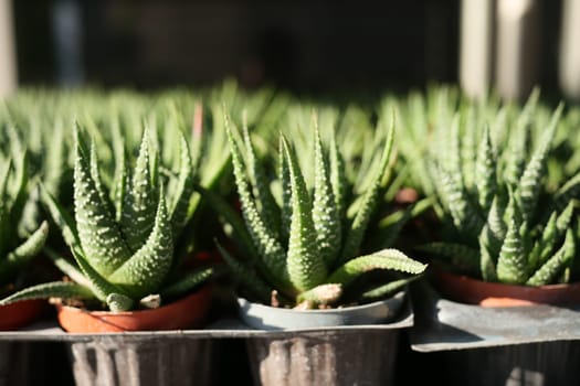 Close-up of many cactus in the pots at the market .