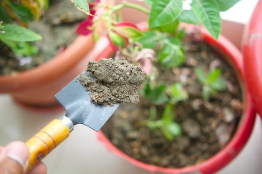 holding Garden shovel with fertile soil, Planting a small plant on pile of soil,.