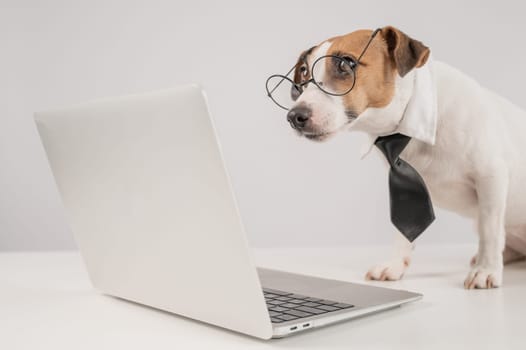Cute Jack Russell Terrier dog in a tie working on a laptop on a white background
