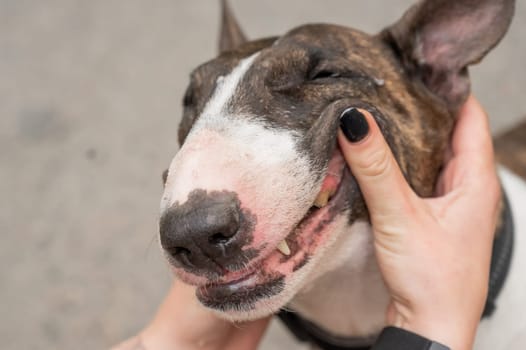 The owner squeezes the muzzle of a bull terrier outdoors