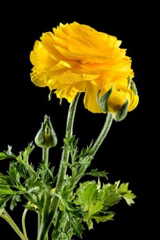 Beautiful blooming yellow ranunculus flower isolated on a black background. Flower head close-up.