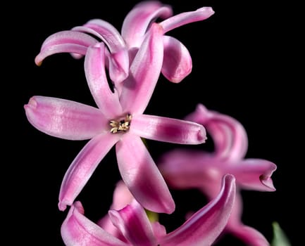 Beautiful blooming pink Hyacinth flower on a black background. Flower head close-up.