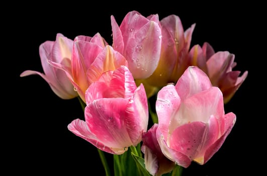 Beautiful blooming pink tulips flowers isolated on a black background. Flower head close-up.