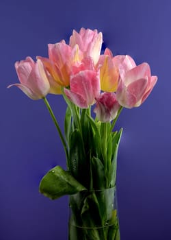 Beautiful blooming pink tulips flowers on a blue background. Flower head close-up.