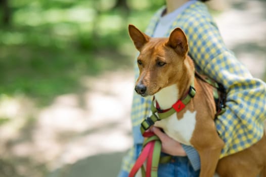 Woman holds a dog in her arms for a walk. non-barking african basenji dog