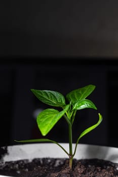 a sprouted Bulgarian feather plant in a white pot on a solid black background