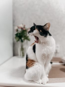 A cute white, black, and orange cat with mesmerizing eyes yawns on a wooden table near a colorful bouquet of flowers.