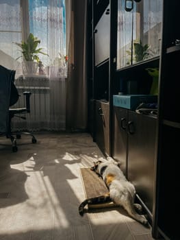 A ginger cat is lying on a straw mat and sleeping near a large window with white curtains. The room has tiled floors and dark furniture.