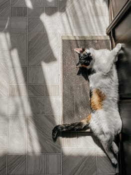 The cat is curled up and looks very comfortable. The sunlight is shining through the window and creating a warm, cozy atmosphere.