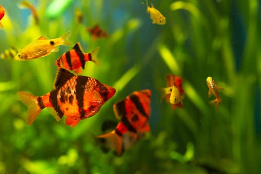 A colorful community of small tropical fish in a planted aquarium tank with green plants and a blue background.