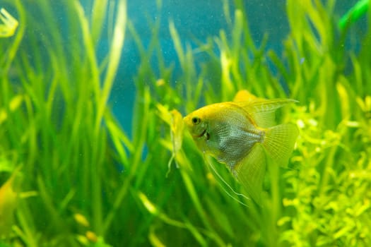 A vibrant freshwater angelfish displays its elegant fins as it glides through a lush underwater garden of green aquatic plants.