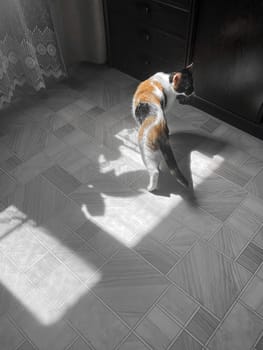 A curious cat with orange, white, and grey fur stands on the tile floor and looking away from the camera.