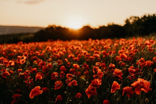 Field poppies sunset light banner. Red poppies flowers bloom in meadow. Concept nature, environment, ecosystem