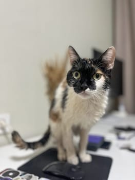 Calico cat, fresh bath, standing by computer on desk, staring at camera with surprised eyes. Quirky feline moment.