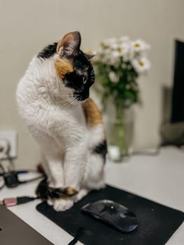 A colorful cat with green eyes sits on a desk next to a vase of flowers, looking directly at the camera with a curious expression.