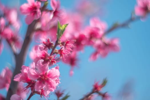 tree with pink peach flowers is in full bloom. The flowers are large and bright, and they are scattered throughout the tree. The tree is surrounded by a clear blue sky