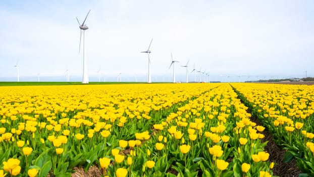 windmill park with tulip flowers in Springtime, windmill turbines in the Netherlands Europe. windmill turbines in the Noordoostpolder Flevoland