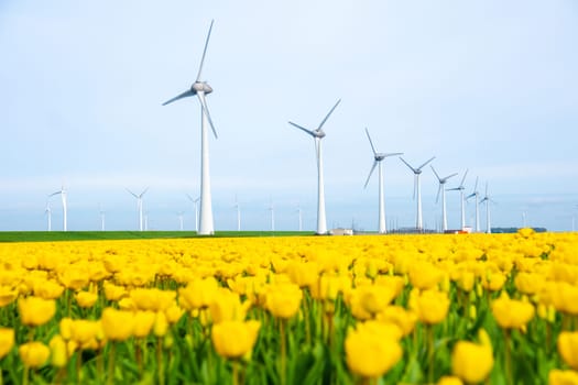 windmill park with tulip flowers in Spring, windmill turbines in the Netherlands in Springtime