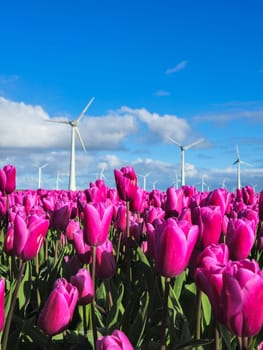 A vibrant field of purple tulips dances in the breeze, framed by majestic windmills turning gracefully in the background. in the Noordoostpolder Netherlands