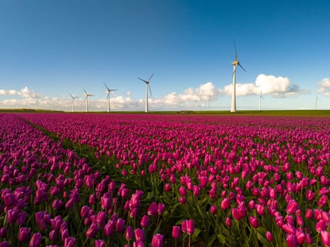 A field of vibrant purple tulips sways in the wind, with majestic windmills standing in the background against a clear sky. green energy in the Noordoostpolder Netherlands