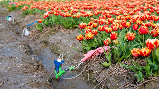 sprayer with pesticides and gloves on the ground with a tulip field in the Netherlands. Farmers spraying against plant diseases and pests and unwanted plants in the field, Glyphosate herbicide