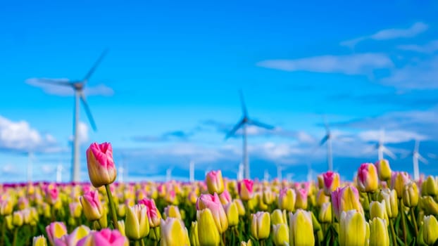 A vibrant field of tulips stretches endlessly, with majestic windmills towering in the background, spinning gracefully in the spring breeze. in the Noordoostpolder Netherlands