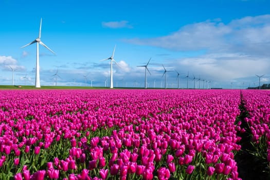 A vast field of pink tulips swaying in the spring breeze, with windmill turbines standing tall in the background. green energy zero waste carbon neutral in the Noordoostpolder Netherlands