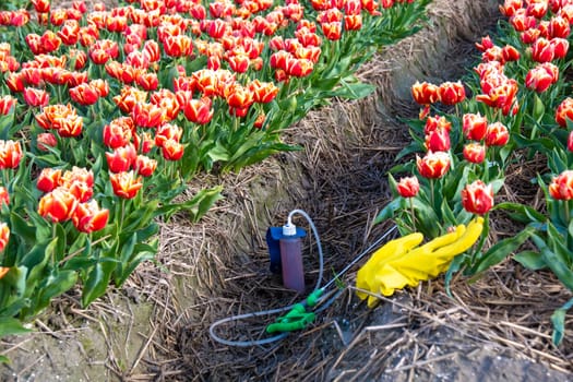 sprayer with pesticides and gloves on the ground with a colorful tulip field in the Netherlands. Farmers spraying against plant diseases and pests and unwanted weed plants, Glyphosate herbicide