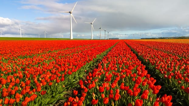 A vibrant field of red tulips sways gracefully in the breeze, with iconic windmills spinning in the background against a clear blue sky in the Noordoostpolder Netherlands