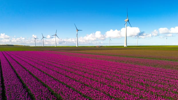 windmill park with pink spring flowers and a blue sky, windmill park in the Netherlands aerial view with wind turbine and tulip flower field Flevoland Netherlands, Green energy, energy transition