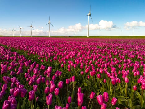 windmill park with spring flowers and a blue sky, windmill park in the Netherlands drone aerial view with wind turbine and tulip flower field Flevoland Netherlands, Green energy, energy transition