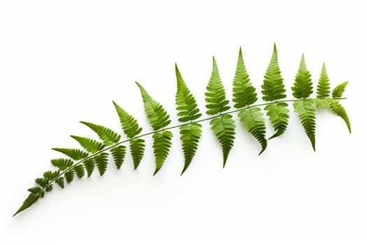 Beautiful fern leaves on white background. Banner design