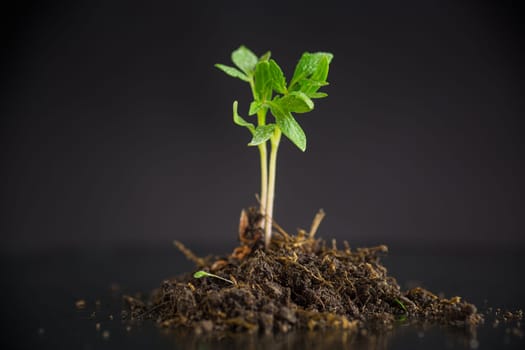 tomato seedlings in the ground, isolated on a black background .