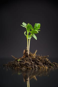 tomato seedlings in the ground, isolated on a black background .