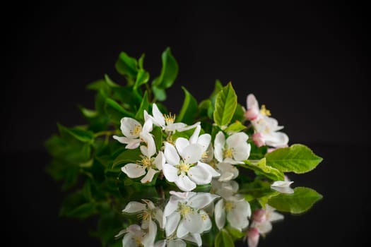 blooming apple tree flowers isolated on black background .