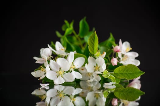 blooming apple tree flowers isolated on black background .